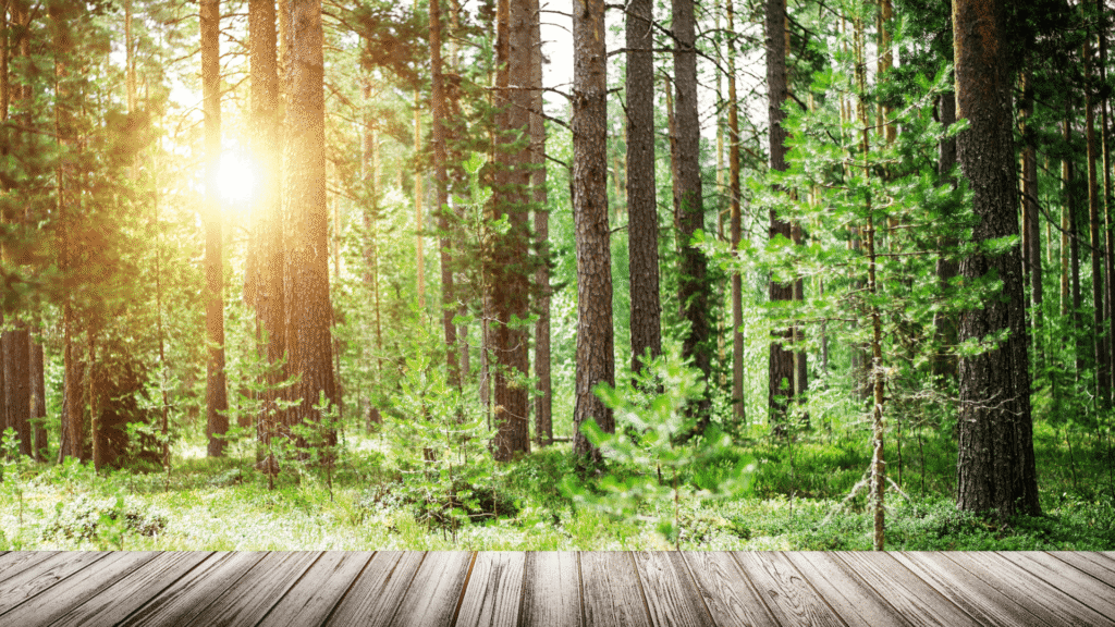 Reclaiming Wildness Why The Outdoors Matter And How To Embrace Them 2